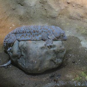 Tokay Gecko