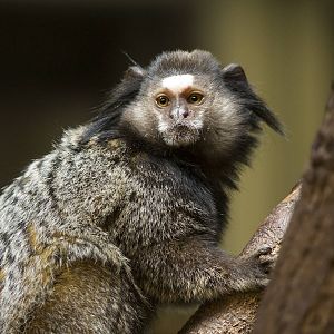 Black-tufted ear marmoset, 4/01/15