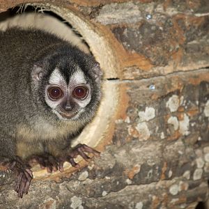 Grey-handed night monkey, 4/01/15