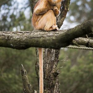 Javan langur, 4/01/15