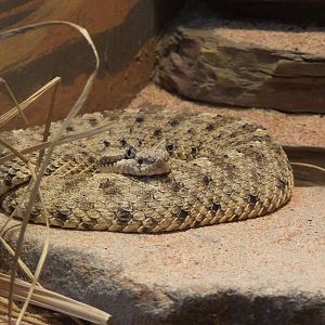 Sidewinder Rattlesnake