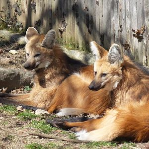 Maned Wolves
