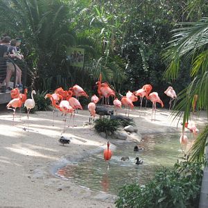 Carribean Flamingos