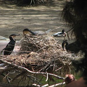 Cormorants