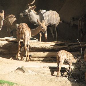 Lesser Kudu