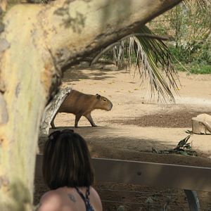 Capybara