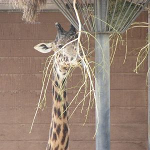 Masai Giraffe