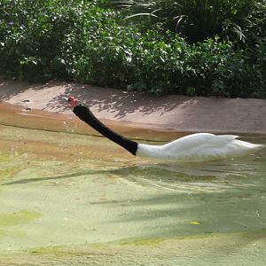 Black-necked Swan