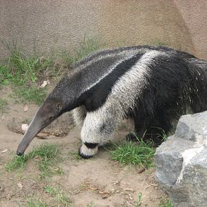 Giant Anteater