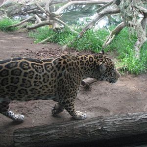 Jaguar
