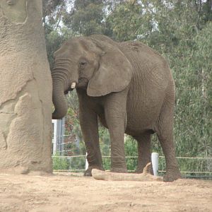 African Elephant