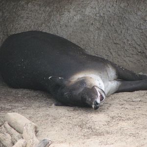 Baird's Tapir
