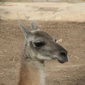 Guanaco