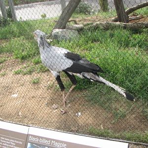 Secretary Bird