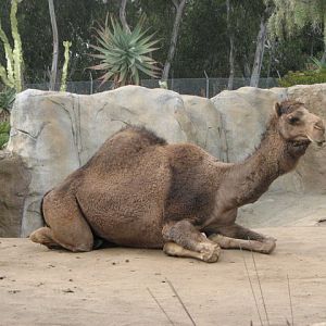 Dromedary Camel
