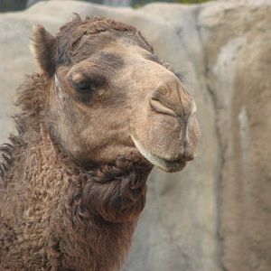 Dromedary Camel