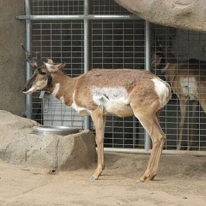 Pronghorn
