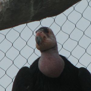 California Condor