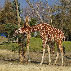 Giraffa camelopardalis reticulata