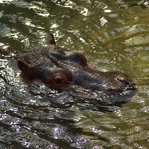 Hippopotamus amphibius