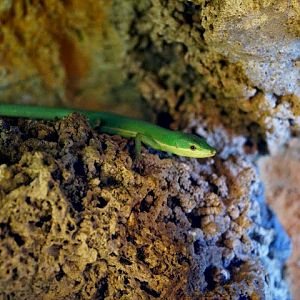 Takydromus smaragdinus