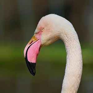 Phoenicopterus roseus
