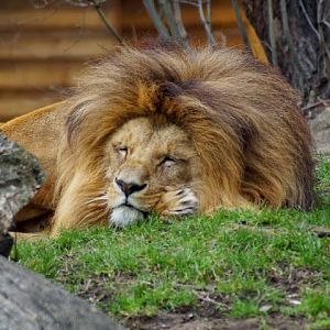 Panthera leo bleyenberghi