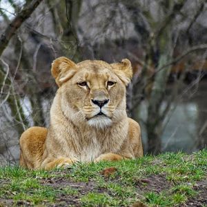 Panthera leo bleyenberghi