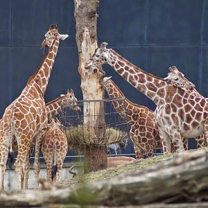 Giraffa camelopardalis reticulata
