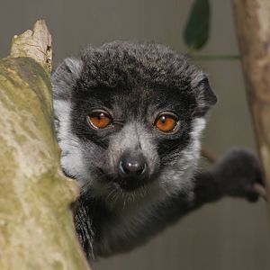 Mongoose Lemur
