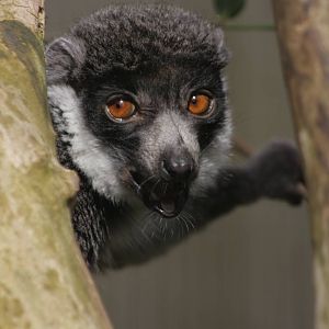 Mongoose Lemur