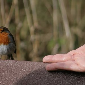 A Habituated Robin