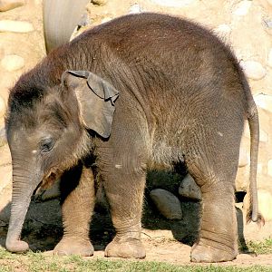 Asiatic elephant calf; Whipsnade; 20th March 2015