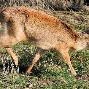 Chinese water deer; Whipsnade; 20th March 2015