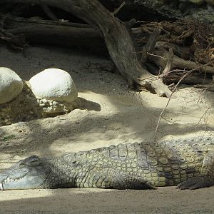 Nile crocodile with dwarf mongoose