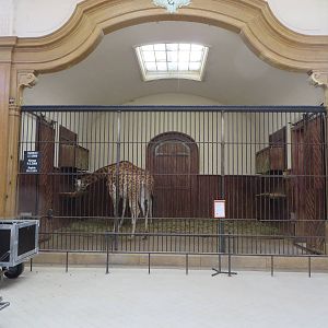 Antelope house - giraffe indoors
