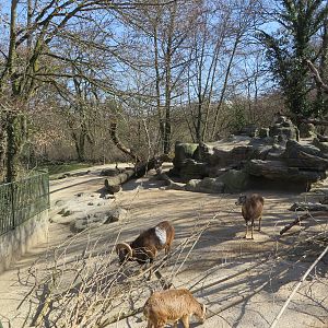 European mouflon enclosure