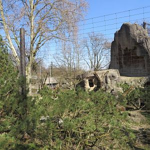 Snow leopard enclosure