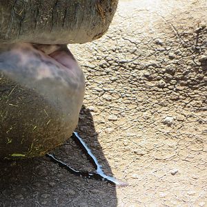 Rhinoceros enjoying the spring sun