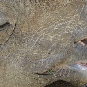 Rhinoceros enjoying the spring sun