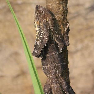 Frill-necked lizard