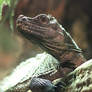 Philippine sailfin lizard