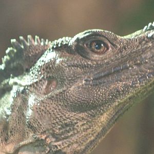 Philippine sailfin lizard