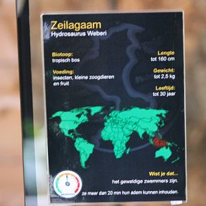 Sign Philippine sailfin lizard