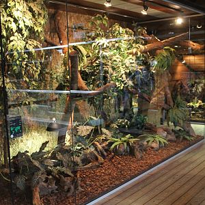 Enclosure Philippine sailfin lizard