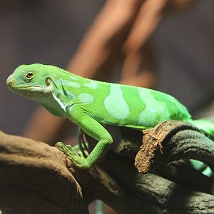 Fiji banded iguana