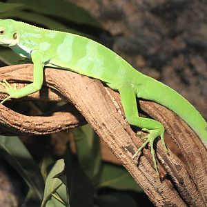 Fiji banded iguana