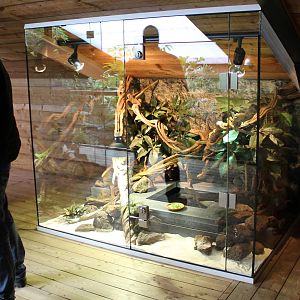 Enclosure Fiji banded iguana