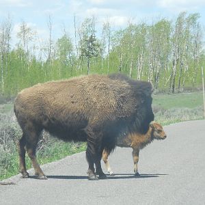 Bison and calf in Grant Teton National Park