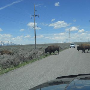 Bison on Memorial Day